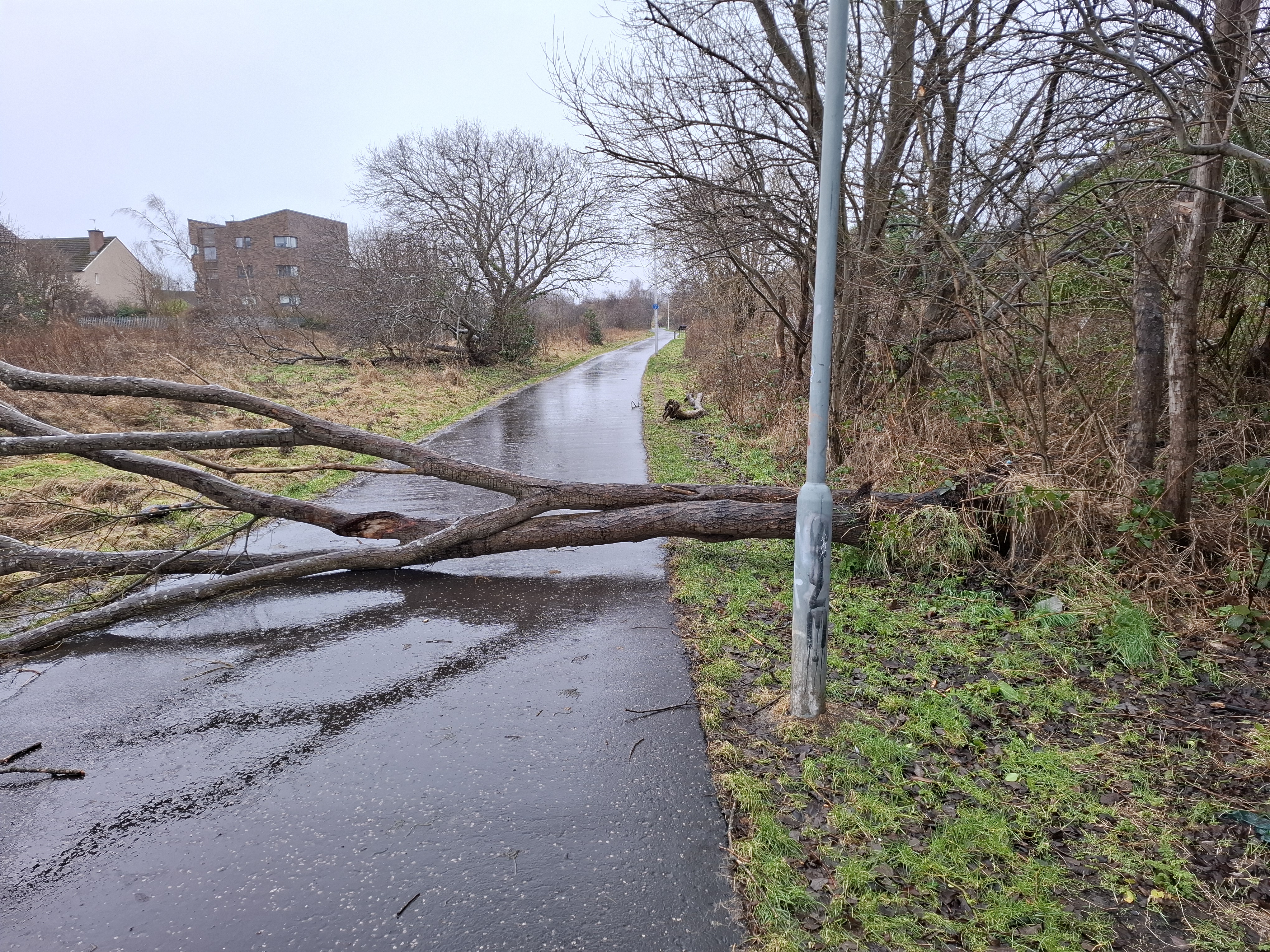 fallen tree completely blocking path